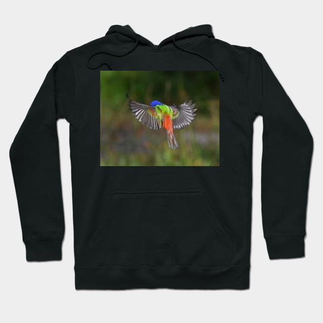 Painted Bunting Bird Flying Colors Hoodie by candiscamera